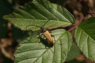 <i>Stictoleptura rubra</i>