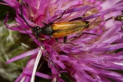 <i>Stenurella melanura</i>