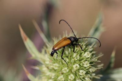 <i>Stictoleptura fulva</i>