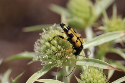 <i>Rutpela maculata</i>