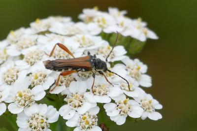 <i>Stenopterus rufus</i>