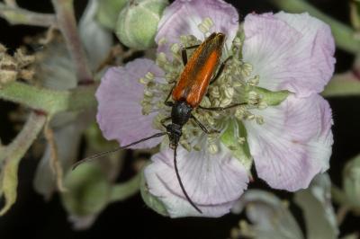 <i>Stenurella melanura</i>