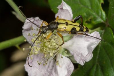 <i>Rutpela maculata</i>