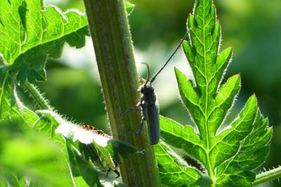 <i>Phytoecia cylindrica</i>