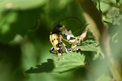 <i>Rutpela maculata</i>