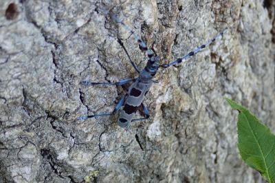 <i>Rosalia alpina</i>