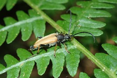 <i>Stictoleptura rubra</i>