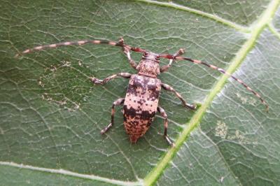 <i>Leiopus linnei/nebulosus</i>
