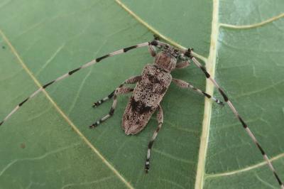 <i>Acanthocinus griseus</i>