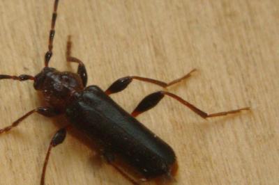 <i>Phymatodes testaceus</i>