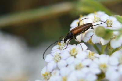<i>Stenurella bifasciata</i>