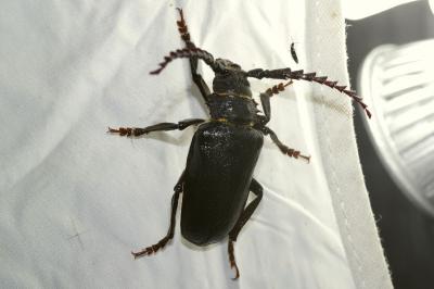 <i>Prionus coriarius</i>