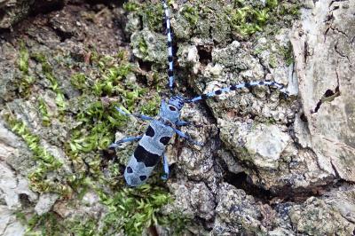 <i>Rosalia alpina</i>