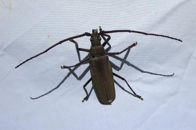 <i>Aegosoma scabricorne</i>