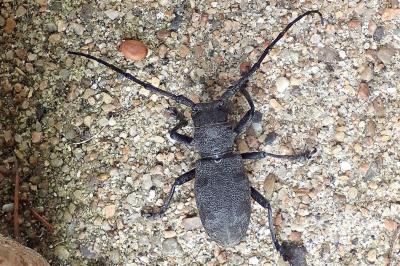 <i>Morimus asper</i>