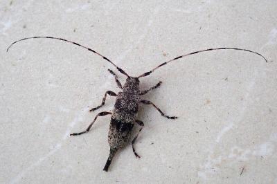 <i>Acanthocinus griseus</i>
