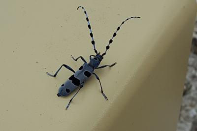 <i>Rosalia alpina</i>