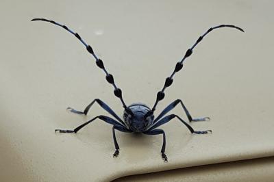 <i>Rosalia alpina</i>