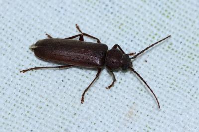 <i>Arhopalus rusticus</i>