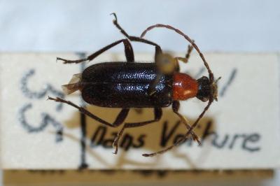 <i>Dinoptera collaris</i>