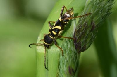 <i>Clytus arietis</i>