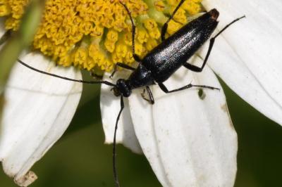 <i>Rutpela nigra</i>