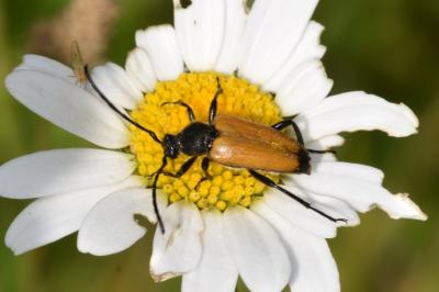 <i>Stictoleptura fulva</i>