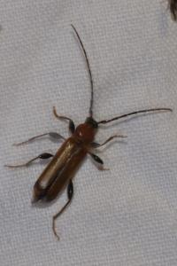 <i>Phymatodes testaceus</i>