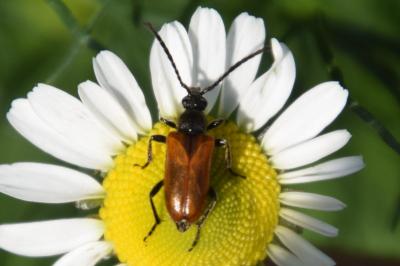 <i>Pseudovadonia livida</i>