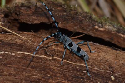 <i>Rosalia alpina</i>