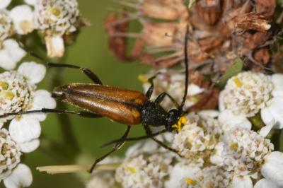 <i>Stenurella melanura</i>
