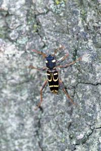 <i>Xylotrechus arvicola</i>