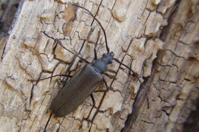 <i>Aegosoma scabricorne</i>