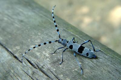 <i>Rosalia alpina</i>