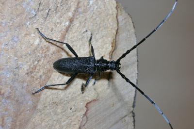 <i>Cerambyx scopolii</i>