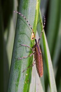 <i>Agapanthia asphodeli</i>