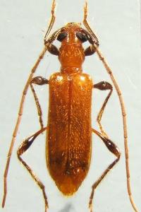 <i>Obrium cantharinum</i>
