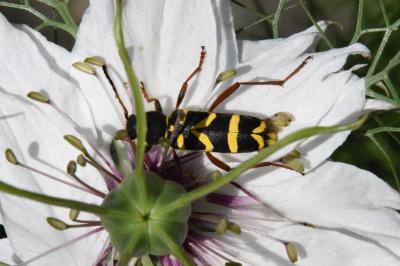 <i>Clytus arietis</i>