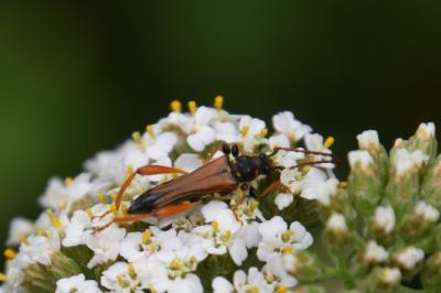 <i>Stenopterus rufus</i>