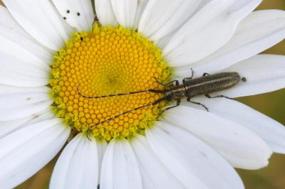 <i>Agapanthia cardui</i>