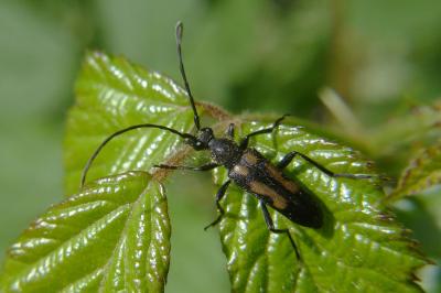 <i>Anoplodera sexguttata</i>
