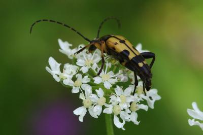 <i>Rutpela maculata</i>