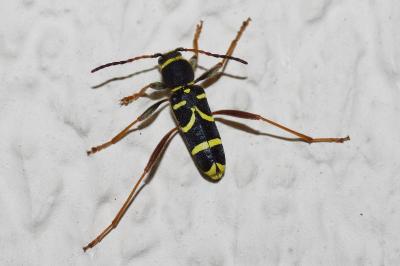 <i>Clytus arietis</i>