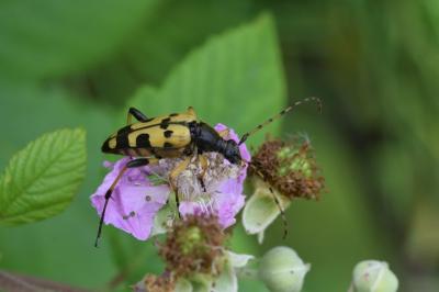 <i>Rutpela maculata</i>