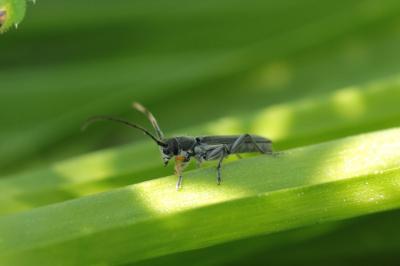 <i>Phytoecia cylindrica</i>