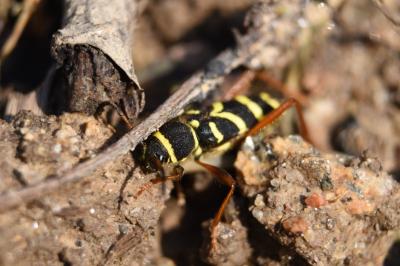 <i>Clytus arietis</i>