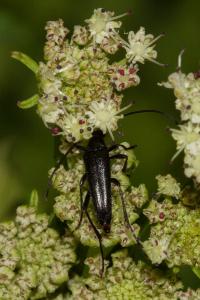 <i>Rutpela nigra</i>
