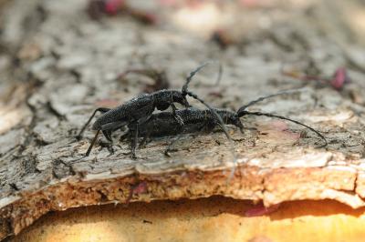 <i>Cerambyx scopolii</i>