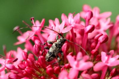<i>Leiopus linnei/nebulosus</i>
