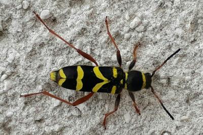 <i>Clytus arietis</i>